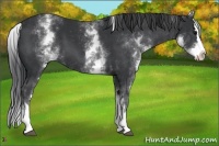 Horse Color:White Spotted Black Splash
