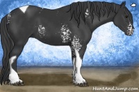 Horse Color:White Spotted Black Tobiano 