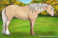Horse Color:White Spotted Silver Amber Champagne