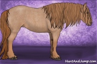 Horse Color:Red Roan 