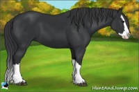 Horse Color:Black Splash