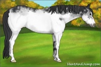 Horse Color:White Spotted Black Frame