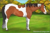 Horse Color:Bay Splash Tobiano