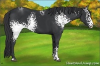 Horse Color:White Spotted Black 