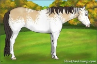Horse Color:White Spotted Amber Champagne Dun 