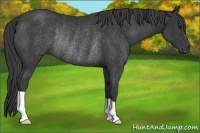 Horse Color:Black Rabicano 