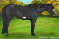 Horse Color:Black Frame 