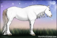 Horse Color:Buckskin Appaloosa Rabicano 