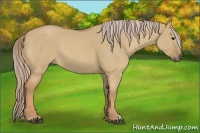 Horse Color:Palomino Dun 