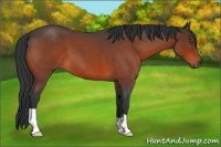 Horse Color:Bay Roan 
