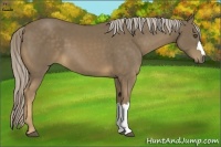Horse Color:Chocolate Palomino 
