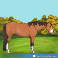 Horse Color:Bay Sabino Rabicano