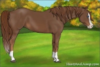 Horse Color:Chestnut Splash 