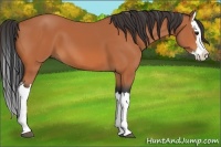 Horse Color:Bay Splash 
