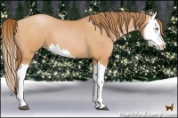 Horse Color:Bay Pearl Splash 