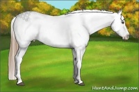 Horse Color:Chestnut Appaloosa 