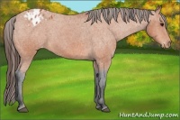 Horse Color:Bay Appaloosa 