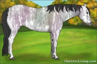 Horse Color:Grullo Ice Splash  Brindle