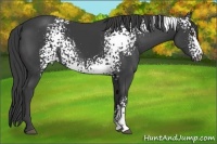 Horse Color:White Spotted Smoky Black