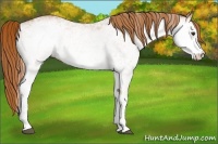 Horse Color:White Spotted Chestnut 