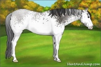 Horse Color:White Spotted Grullo 