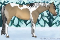 Horse Color:Buckskin Dun Sabino Tobiano