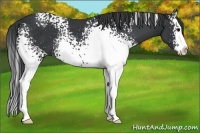 Horse Color:White Spotted Black Splash Rabicano 