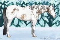 Horse Color:White Spotted Brown Dun Tobiano 