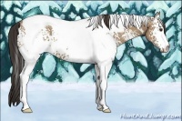 Horse Color:White Spotted Classic Champagne Tobiano 