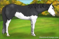 Horse Color:Black Splash