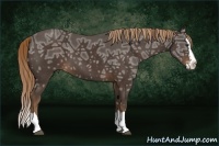 Horse Color:Liver Chestnut Ice Sabino Splash