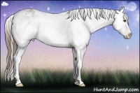 Horse Color:White Spotted Grullo Splash Varnish Rabicano