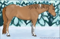 Horse Color:Chestnut Tobiano