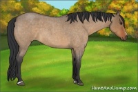 Horse Color:Bay Roan Dun Sabino