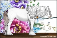 Horse Color:Buckskin Appaloosa 