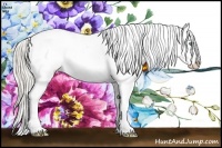 Horse Color:Cremello Appaloosa 