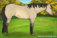 Horse Color:Buckskin Roan Dun 