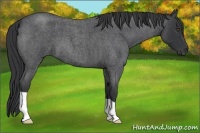 Horse Color:Blue Roan 