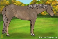 Horse Color:Chocolate Palomino 