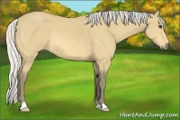 Horse Color:Silver Buckskin 