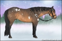 Horse Color:White Spotted Buckskin 