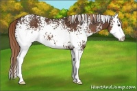 Horse Color:White Spotted Liver Chestnut Splash 