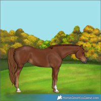 Horse Color:Gray Chestnut 