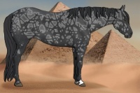Horse Color:Black Ice Sabino