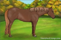 Horse Color:Chestnut Rabicano 