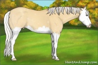 Horse Color:Silver Amber Champagne Dun Splash 