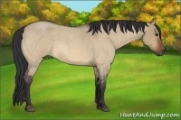 Horse Color:Bay Roan Dun 