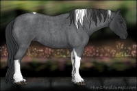 Horse Color:Blue Roan Tobiano
