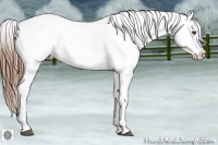 Horse Color:Chestnut Snowcap