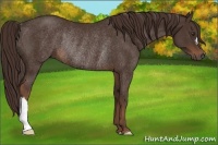 Horse Color:Liver Chestnut Rabicano 